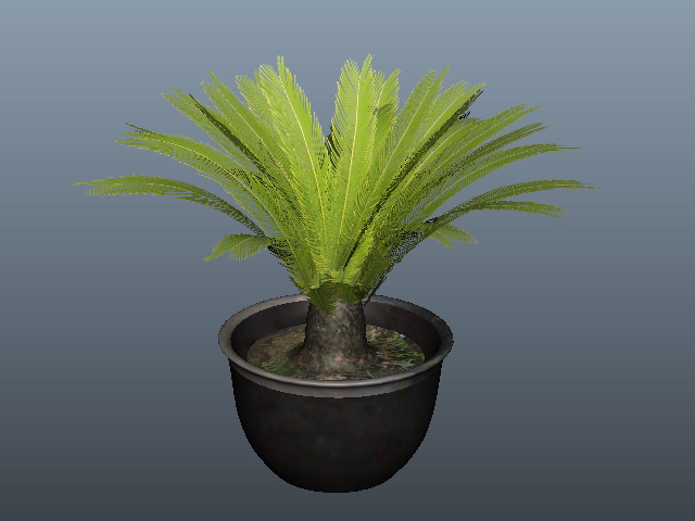 Potted Sago Palm Plants 3d rendering