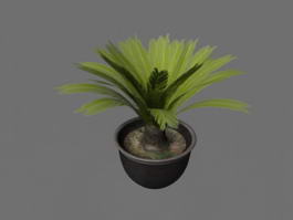 Potted Sago Palm Plants 3d model preview