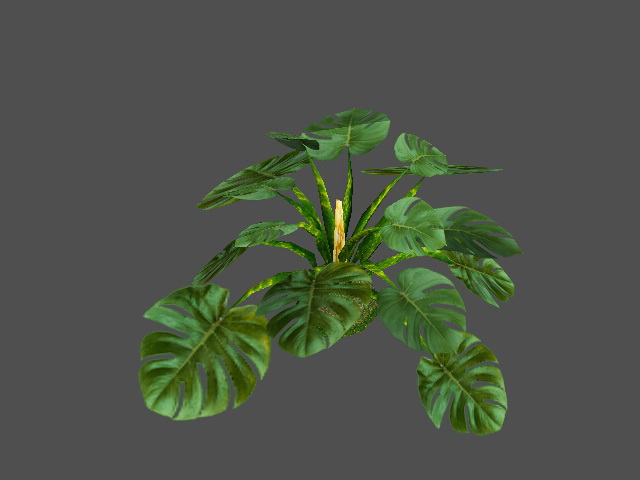 Monstera Plant 3d rendering