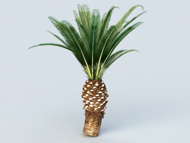 Queen Sago Palm 3d rendering