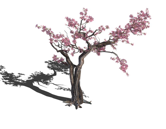 Old Plum Tree 3d rendering