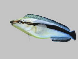 Aspidontus Fish 3d model preview