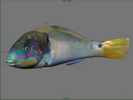 Grouper Fish 3d model preview