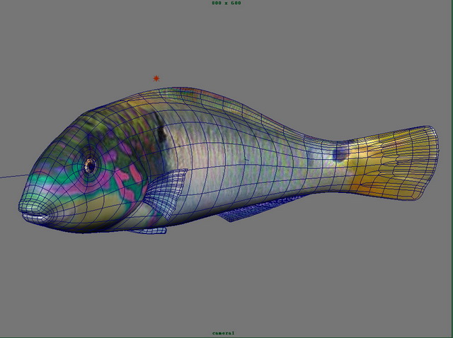 Grouper Fish 3d rendering