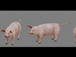 Domestic Pig 3d model preview