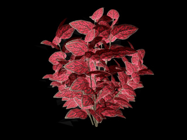 Red Leaf Plants 3d rendering