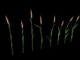 Reed Grass Plant 3d preview