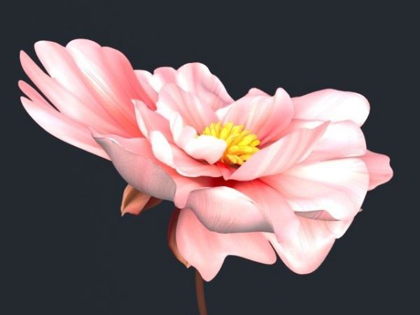Big Pretty Flower 3d rendering