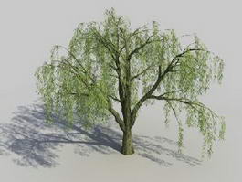 Salix Willow Tree 3d model preview