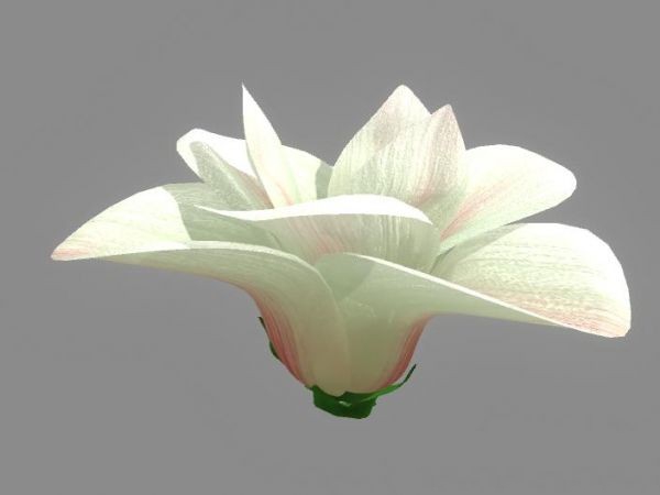 Big White Flower 3d rendering