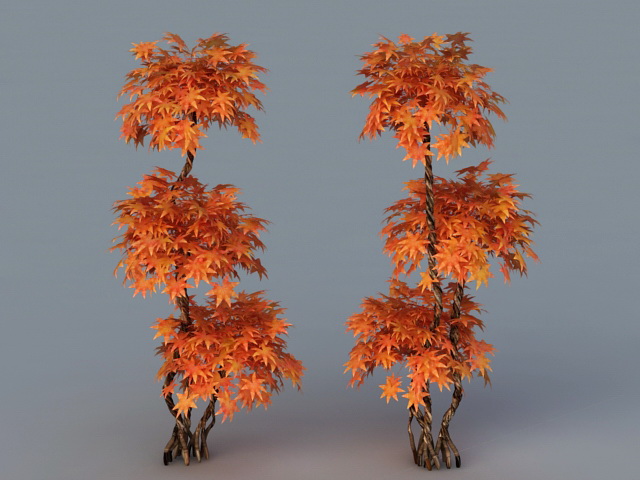 Red Dragon Japanese Maple 3d rendering