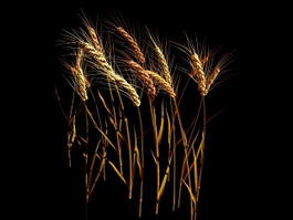 Wheat Stalk 3d model preview