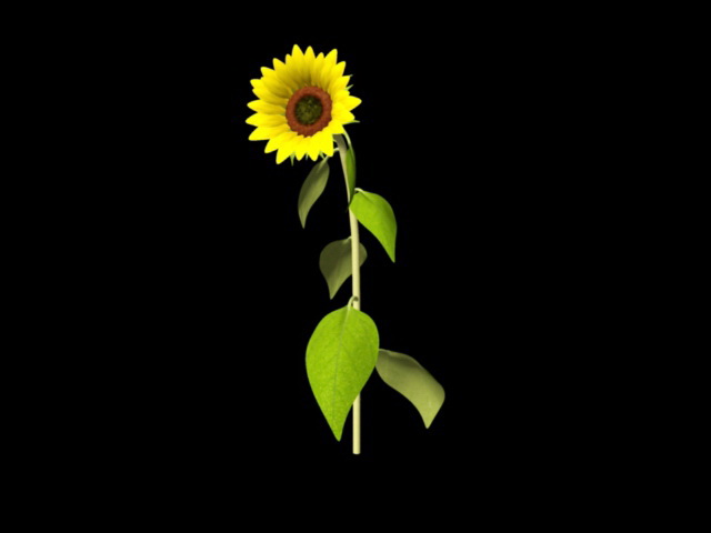 Sunflower Plant 3d rendering