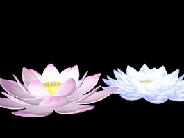 Pink and White Lotus Flowers 3d model preview