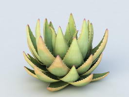 Desert Aloe Plant 3d model preview
