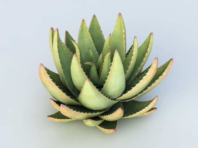 Desert Aloe Plant 3d rendering