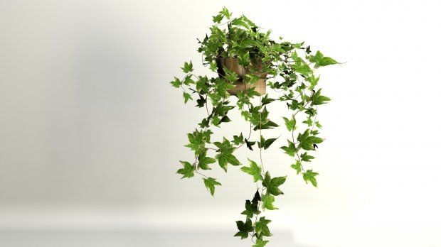 Ivy Plants 3d rendering