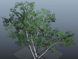 Ficus Trees 3d model preview