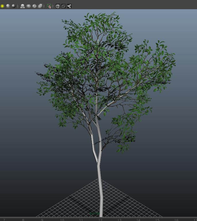 Ficus Trees 3d rendering