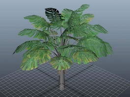 Swiss Cheese Plant Monstera Deliciosa 3d preview