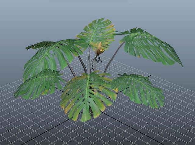 Swiss Cheese Plant Monstera Deliciosa 3d rendering