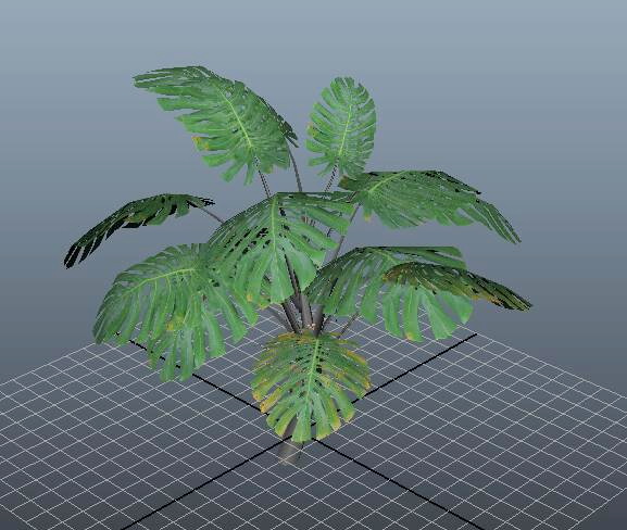 Swiss Cheese Plant Monstera Deliciosa 3d rendering
