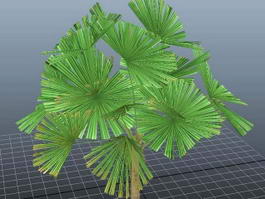 Mangrove Fan Palm 3d model preview