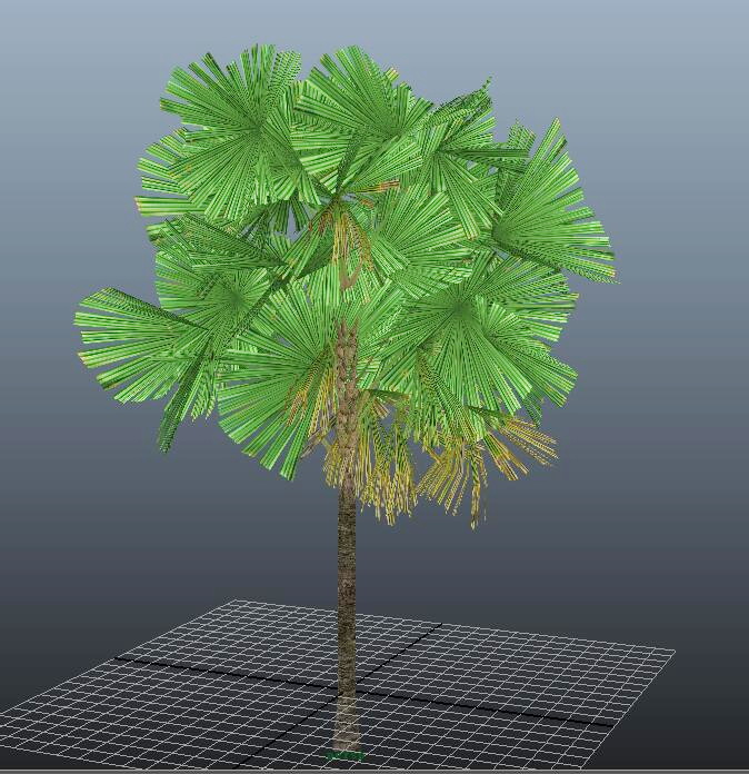 Mangrove Fan Palm 3d rendering