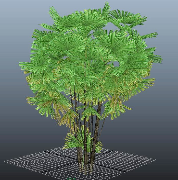 Mangrove Fan Palm 3d rendering