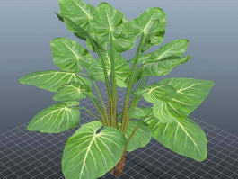 Giant Philodendron Plant 3d preview