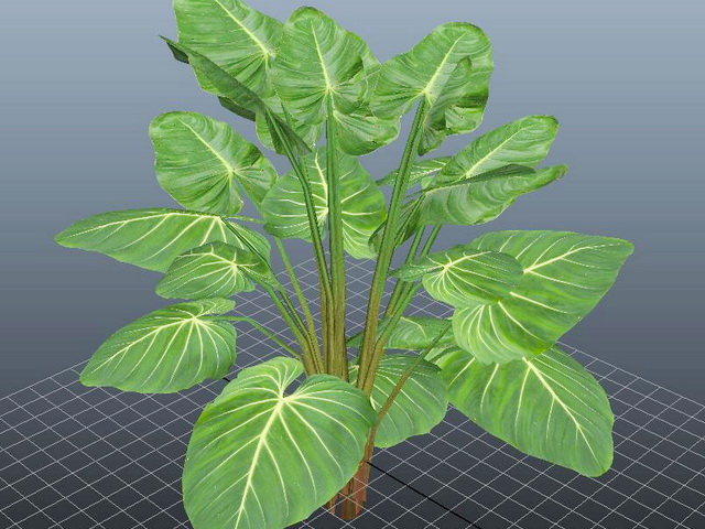 Giant Philodendron Plant 3d rendering