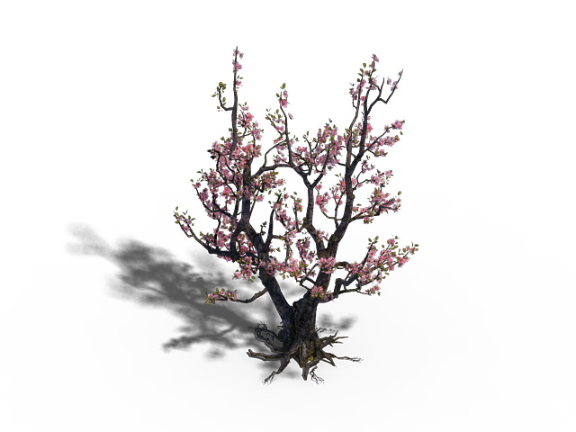 Peach Tree Blossoms 3d rendering