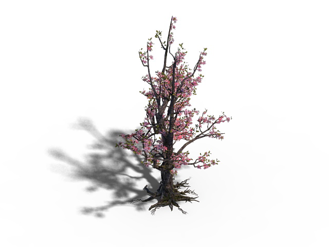 Peach Tree Blossoms 3d rendering