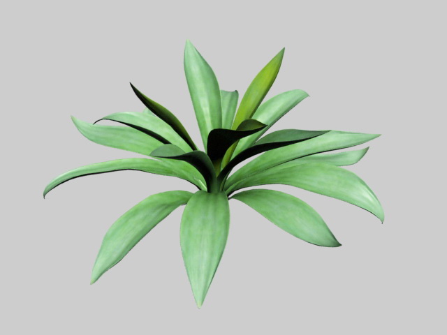 Agave Century Plant 3d rendering