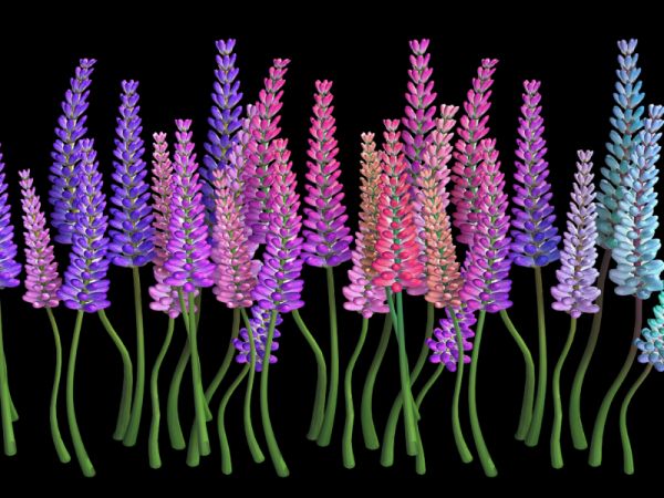 Lavender Flowers 3d rendering