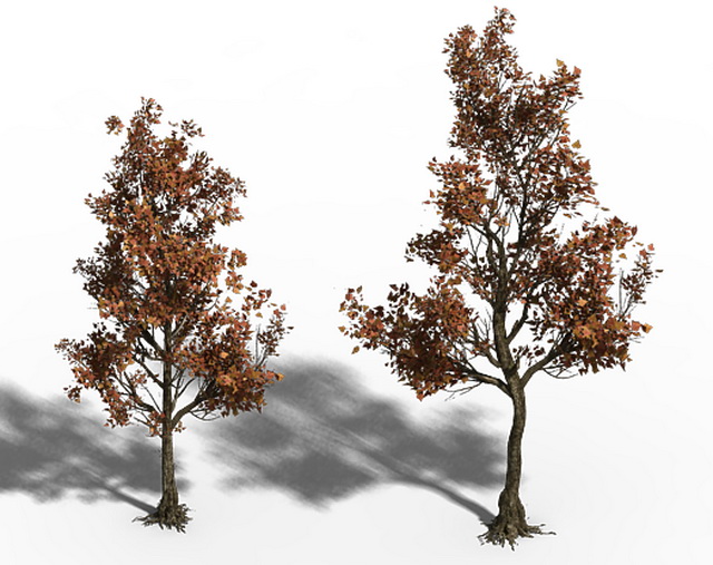 Small Maple Trees 3d rendering