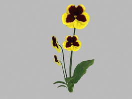 Yellow Pansy Flowers 3d model preview