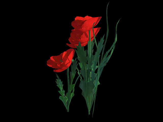 Red Poppies Flowers 3d rendering