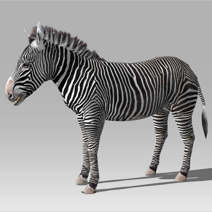 Zebra Rig & Animated 3d rendering