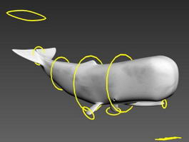 Big Whale Rig 3d model preview