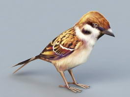 Sparrow Bird 3d model preview