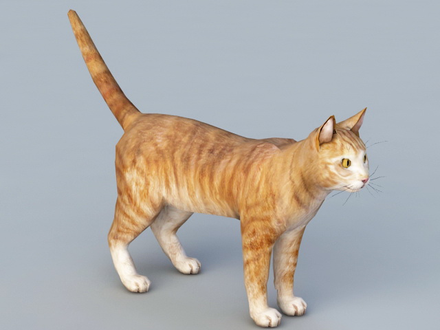 Orange Cat  3d  model Object files free download modeling 