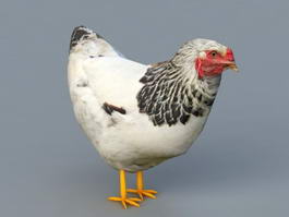 Hen Female Chicken 3d model preview