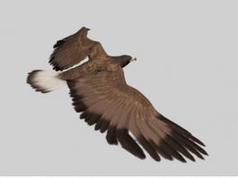Animated Eagle 3d model preview