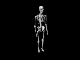 Human Anatomy Skeleton 3d model preview