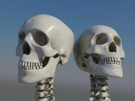 Human Skull 3d model preview