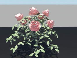 China Rose Bush 3d preview