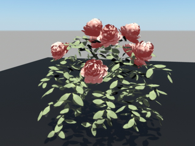 China Rose Bush 3d rendering