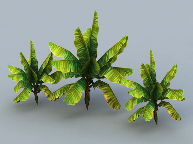 Banana Trees 3d rendering