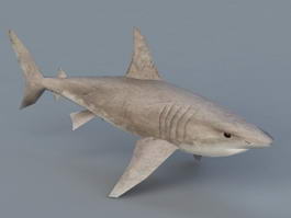 Great White Shark 3d model preview
